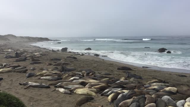 Piedras Blancas Elephant Seal Rookery