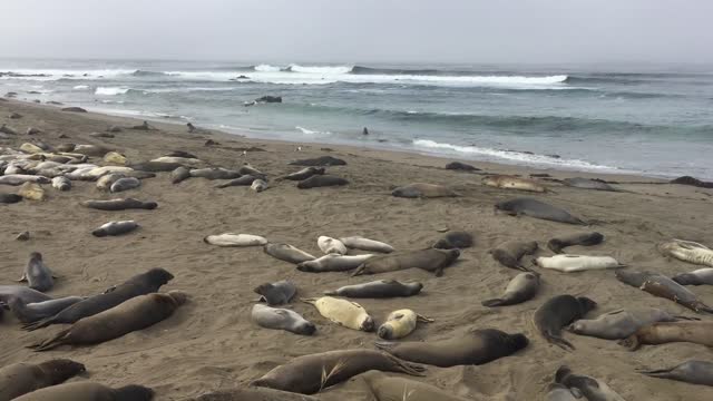 Piedras Blancas Light Station