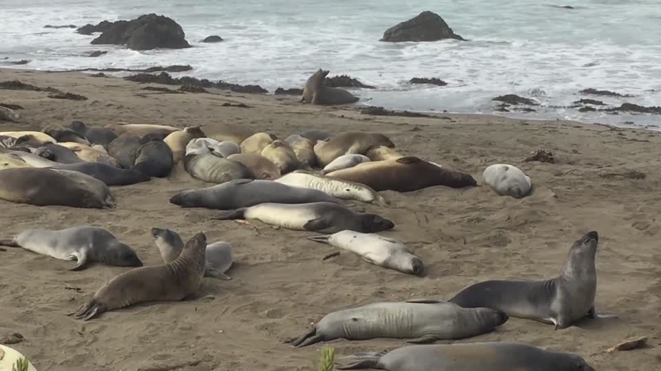 Piedras Blancas Elephant Seal Rookery