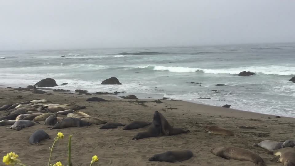 Piedras Blancas Elephant Seal Rookery
