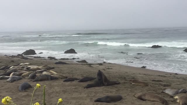 Piedras Blancas Elephant Seal Rookery