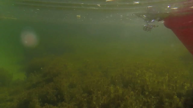 2016 Pupfish Release