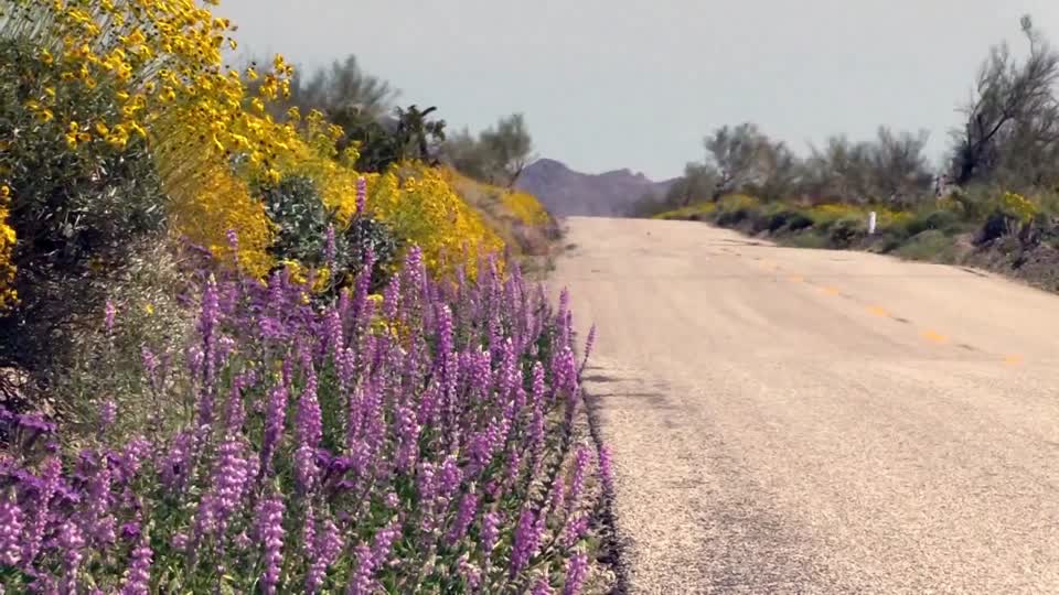 California 2017 Superbloom