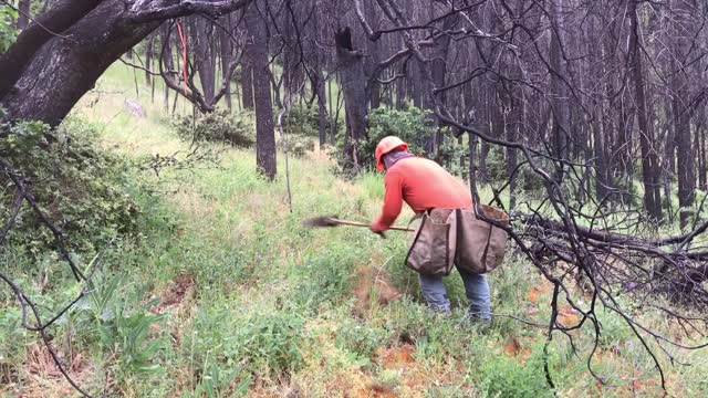 Planting on public lands
