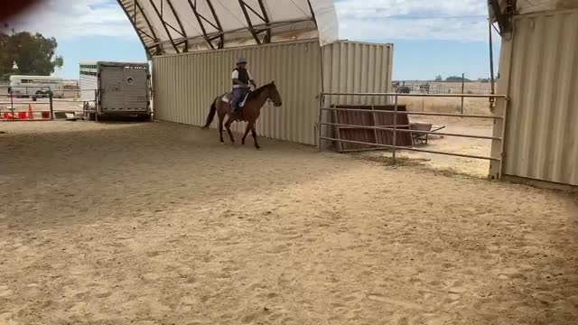 Shasta canter right