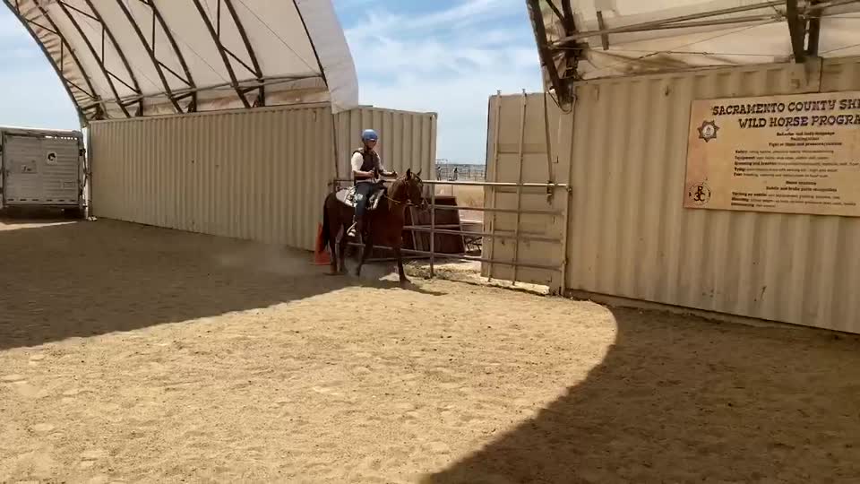 Challenger canter right