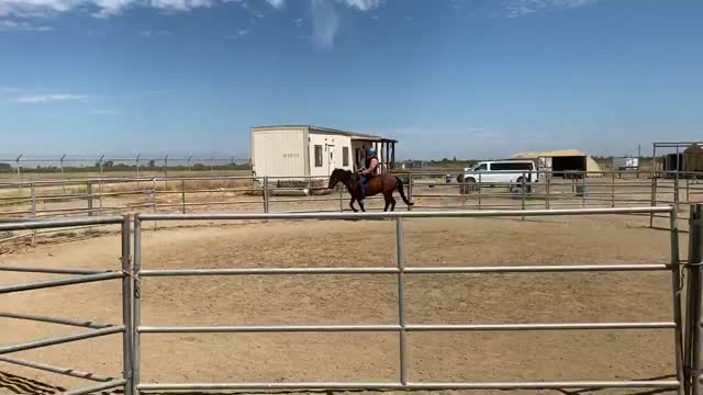 Lobo bareback ride 2