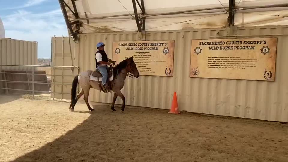 Colorado canter right