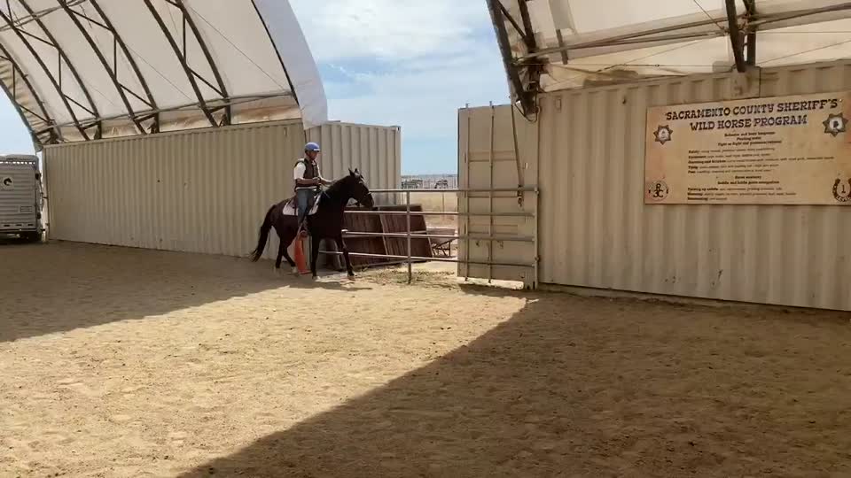 Hunter canter right