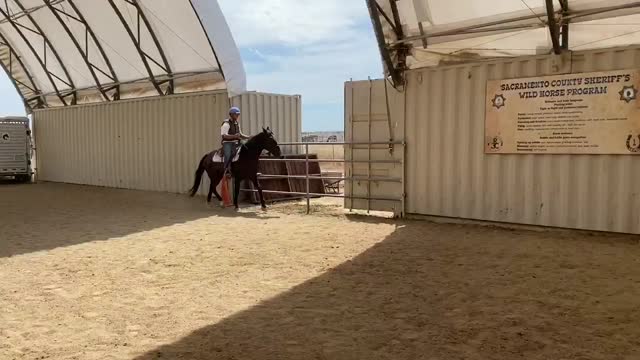Hunter canter right