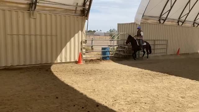 Hunter canter left