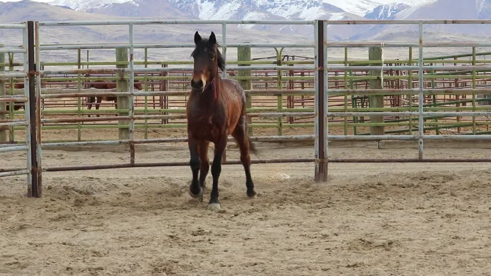 8461_3 Year Old Gelding MVI_5830