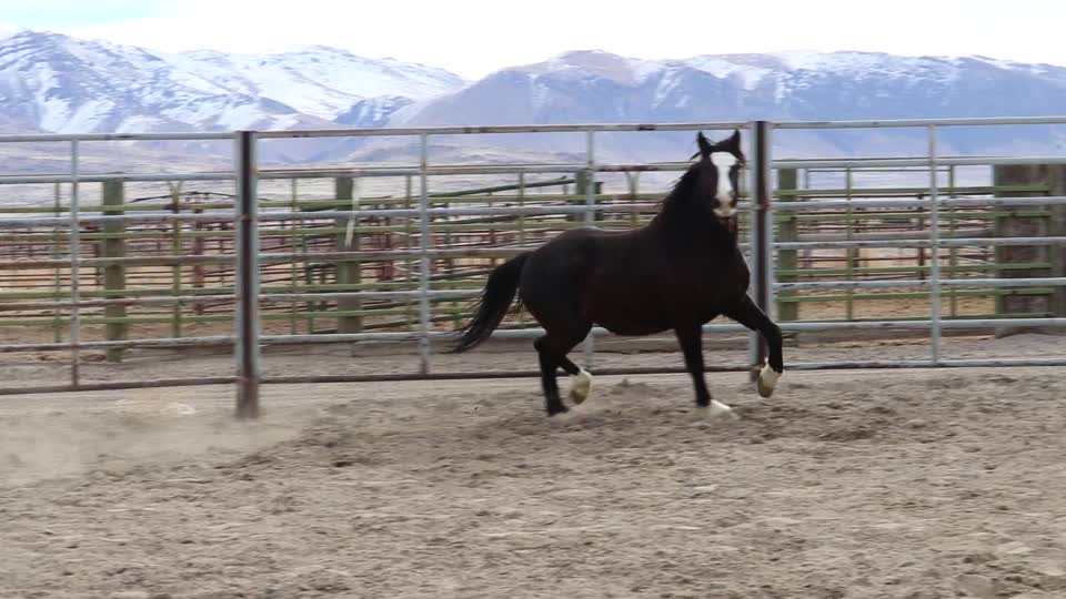 8485_ 5 Year Old Gelding MVI_5774