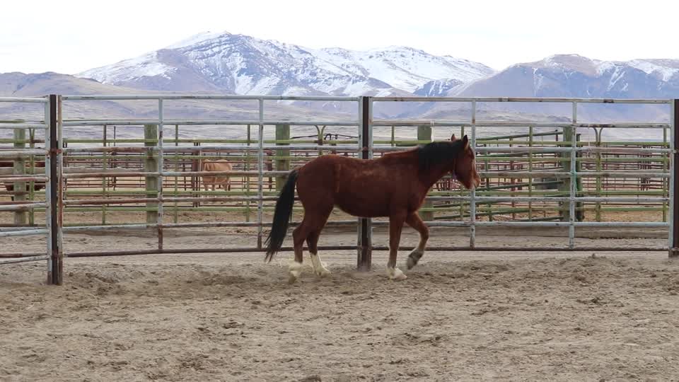 8454_ 3 Year Old Gelding MVI_5840