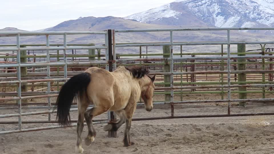 8458_ 4 Year Old Gelding MVI_5787