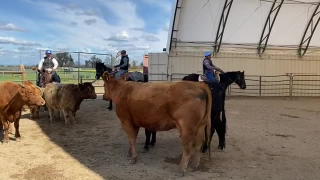 Ebony with Cows
