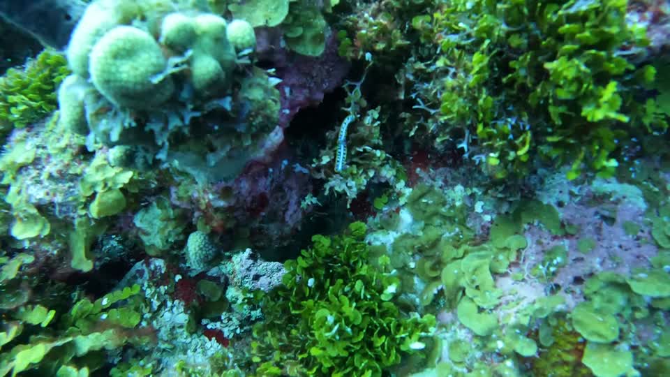 Nudibranchs on Video Padi Point San Andres Colombia