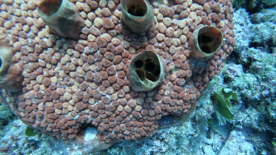 Video of Crazy Heart Sponge thing Villa Rosa San Andres Colombia
