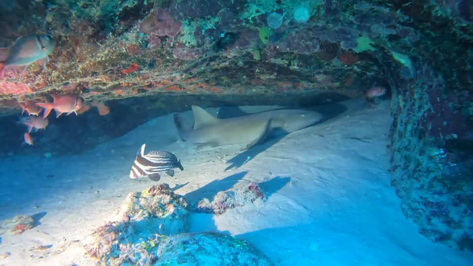 Video of Nurse shark under ledge Villa Rosa San Andres Colombia