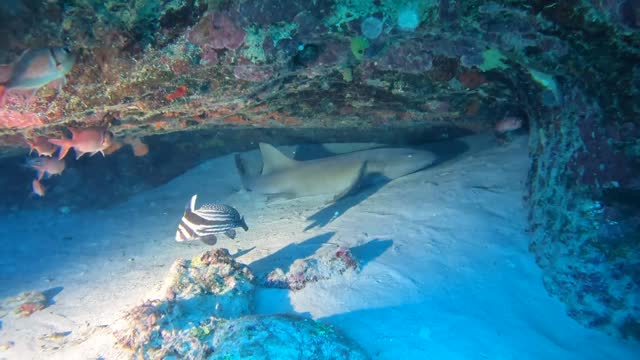 Video of Nurse shark under ledge Villa Rosa San Andres Colombia