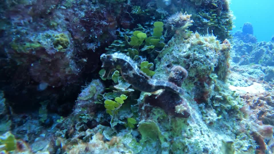 Video of Seahorse Villa Rosa San Andres Colombia