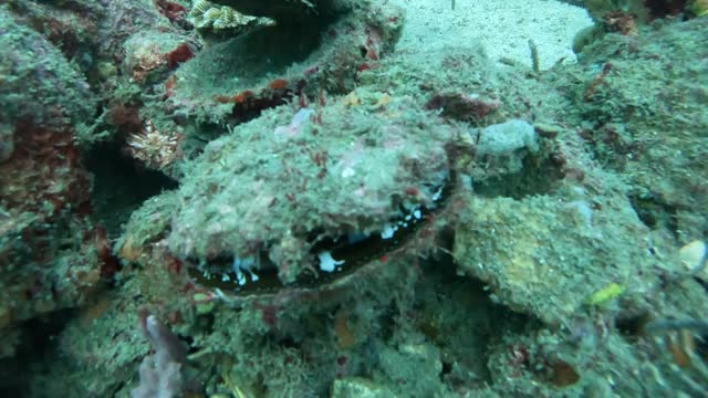 Small Clam Taganga Colombia