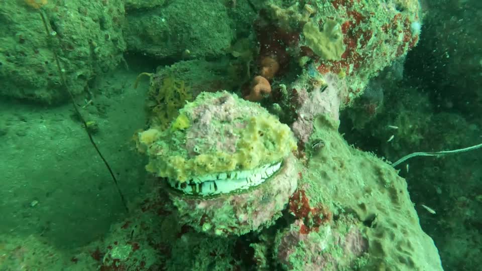 Clam Video TagangaColombia