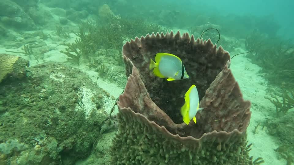 Video Butterfly Fish Taganga Colombia