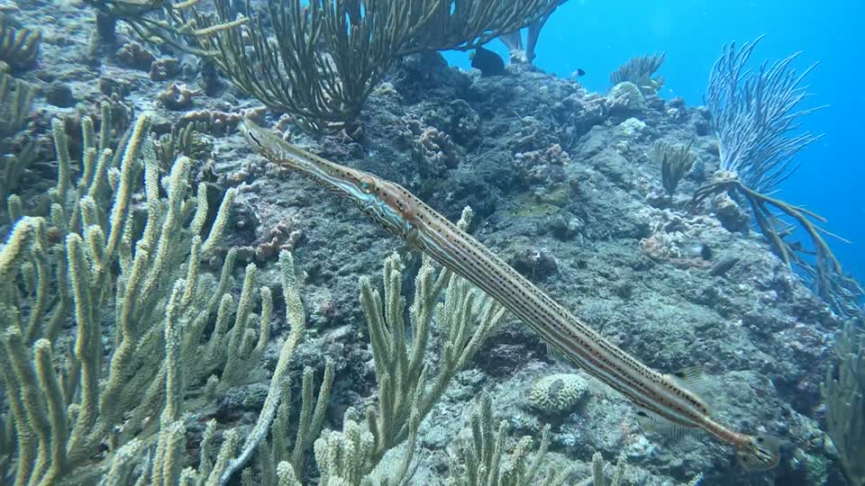 Trumpet Fish Taganga Colombia