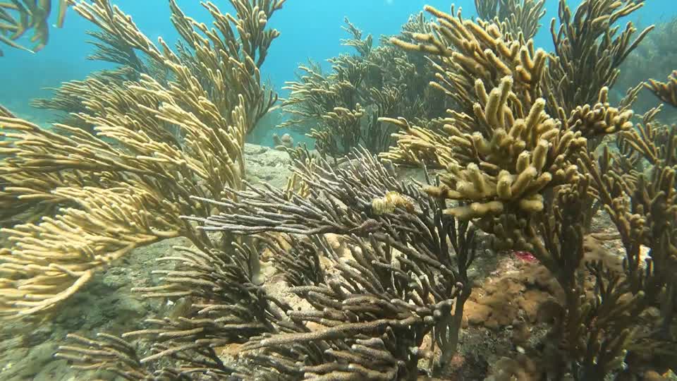 Current and Bearded Fire Worm Taganga Colombia