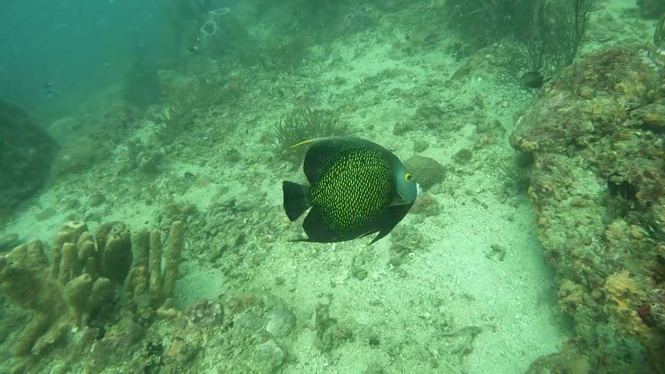 Large Angel Fish Diving Tayrona National Park from Taganga Colombia