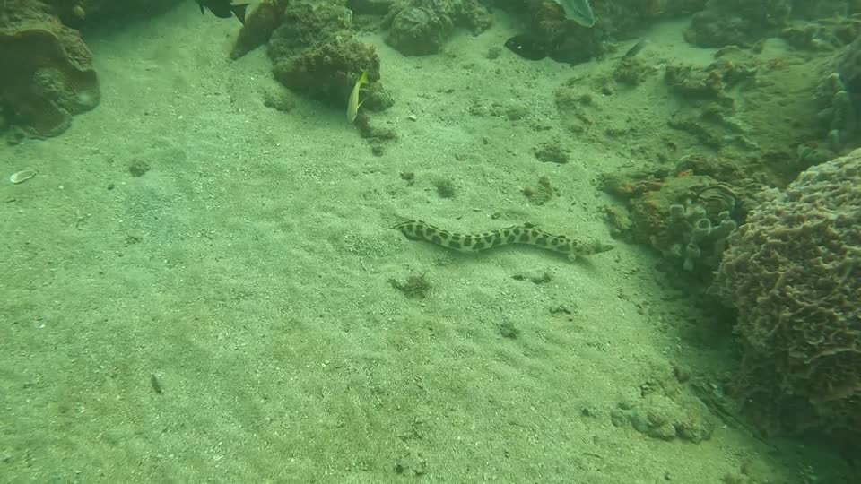 Tiger Snake Eel Backing in Tayrona National Park Diving Taganga Colombia