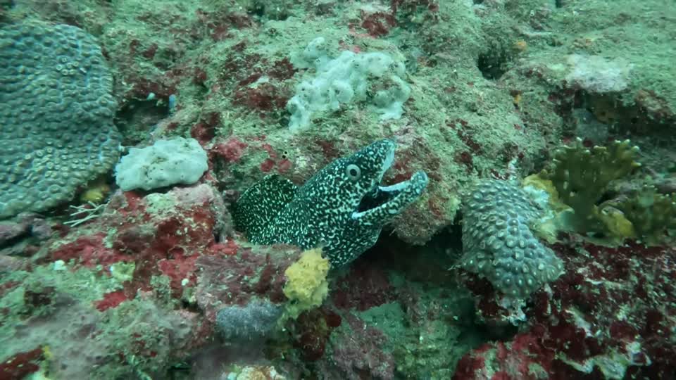 Gulping Spotted Moray Diving Tayrona National Park from Taganga Colombia