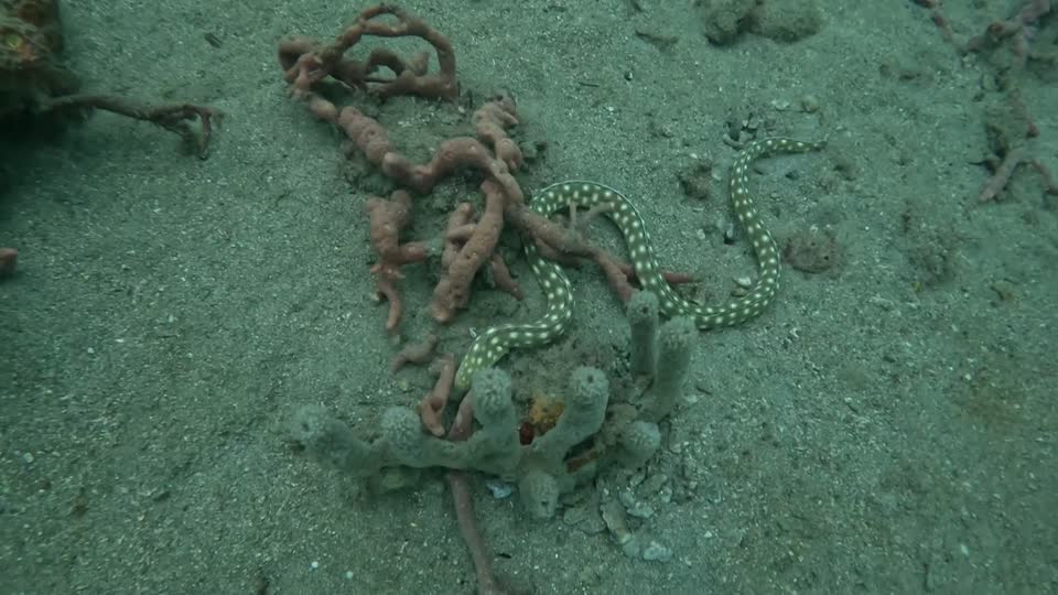 Sharp Tail Snake Eel hunting alone Tayrona National Park Diving Taganga Colombia
