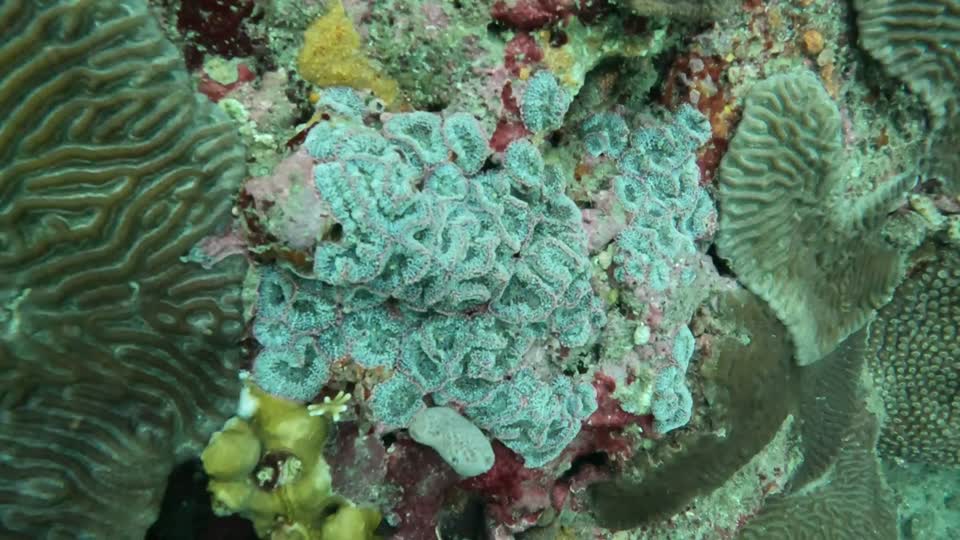 Closeup of coral Tayrona National Park Diving Taganga Colombia
