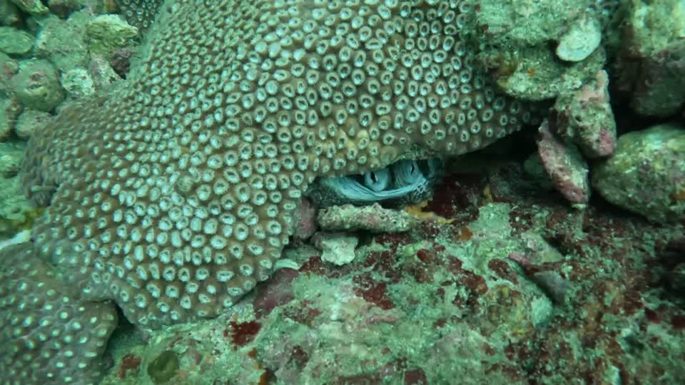 Octopus Hiding Tayrona National Park Diving Taganga Colombia