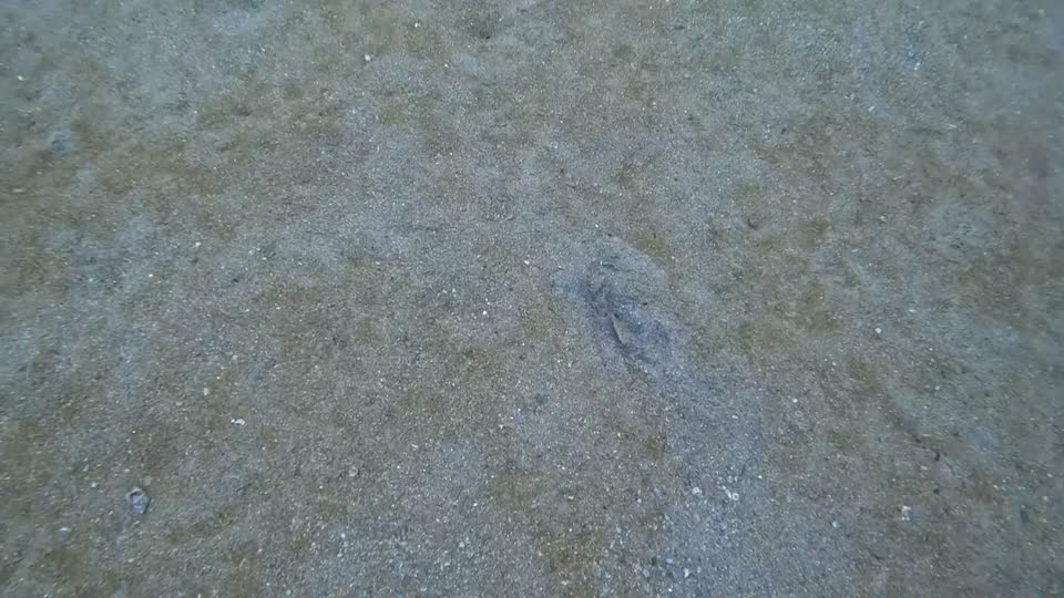 Tiger Snake Eel emerging from the sand Diving Tayrona National Park from Taganga Colombia