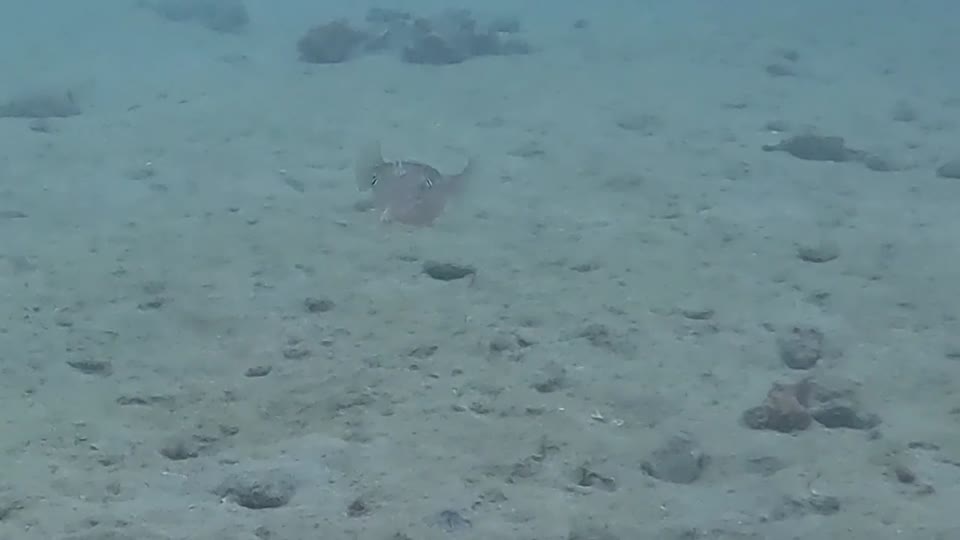 Squid Diving Tayrona National Park from Taganga Colombia