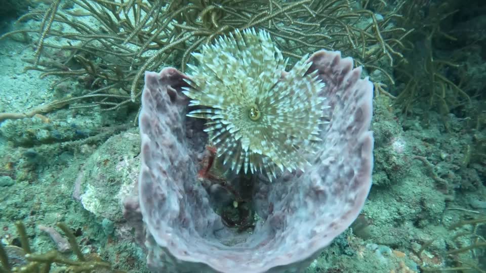 Feather Duster Worm in Barrell Sponge Tayrona National Park Diving Taganga Colombia