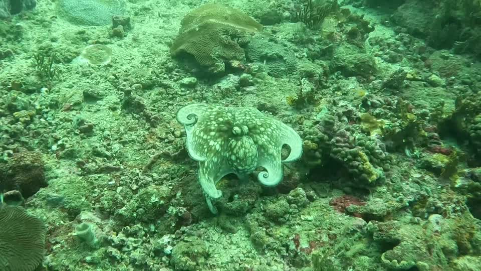 Closeup octopus backing up Diving Tayrona National Park from Taganga Colombia