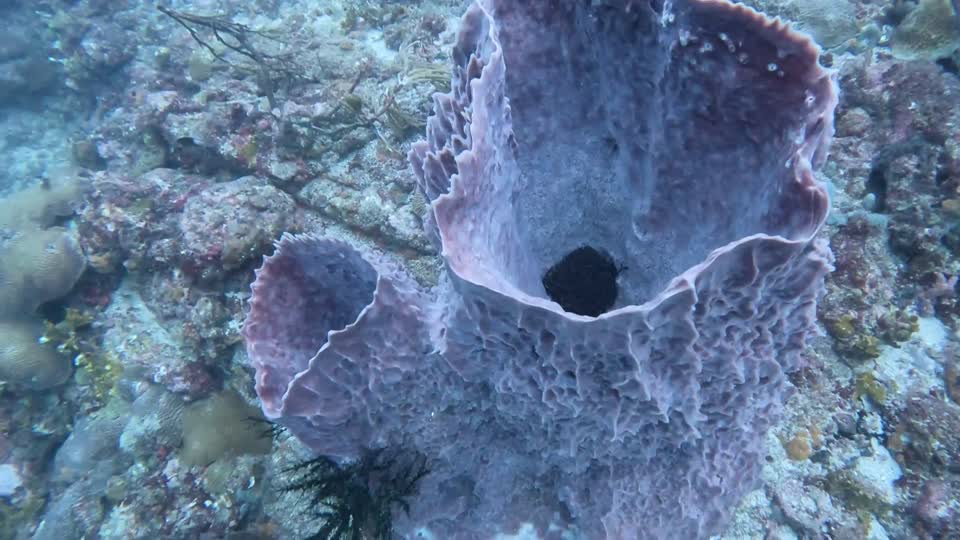 Pile of things in sponge Tayrona National Park Diving Taganga Colombia