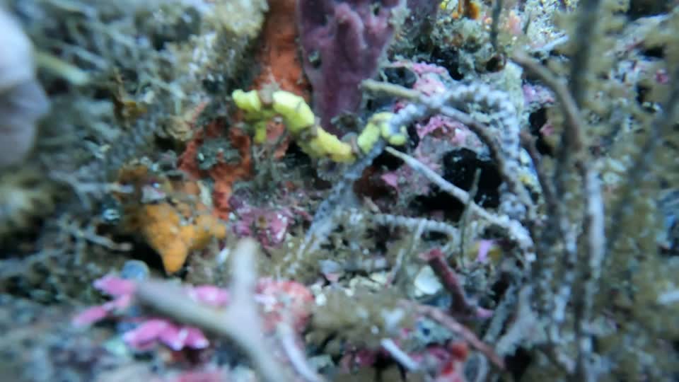 Short Clip of tiny yellow seahorse Tayrona National Park Diving Taganga Colombia