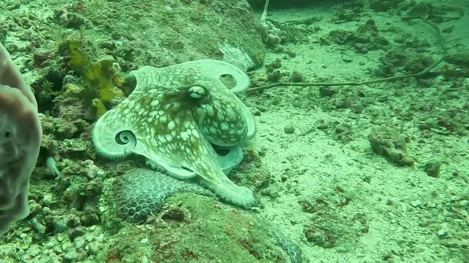Closeup of Octopus Walking Tayrona National Park Diving Taganga Colombia