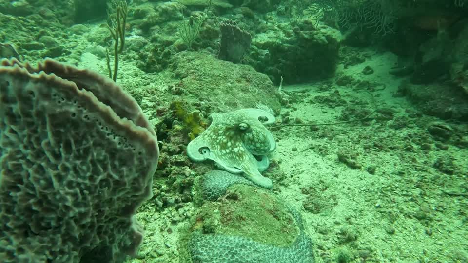 Floating away Octopus Diving Tayrona National Park from Taganga Colombia