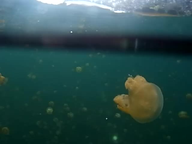 jellyfish lake 2