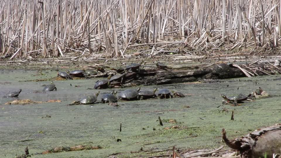 Western Painted Turtles