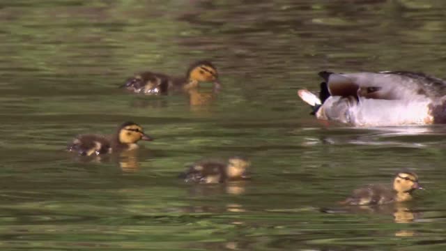 Mallard Drake With Young