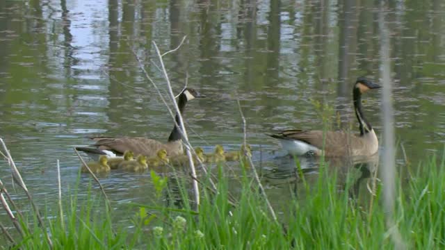 Goslings