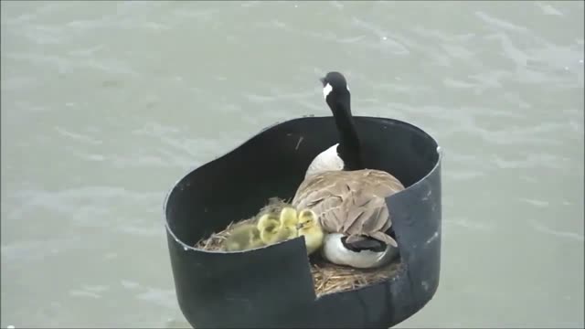 Goslings have arrived at DeSoto!