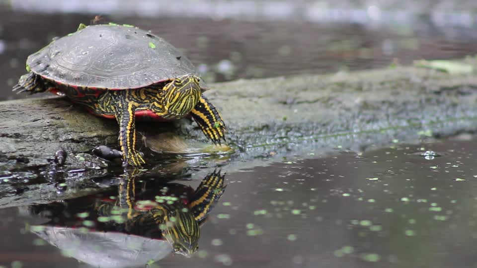 Western Painted Turtle vs Mosquitoes